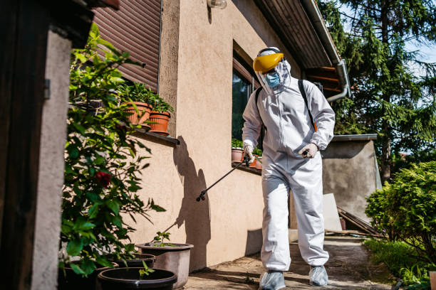 Best Flea Control Services  in Spring Valley Village, TX