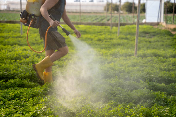 Best Insect Control  in Spring Valley Village, TX