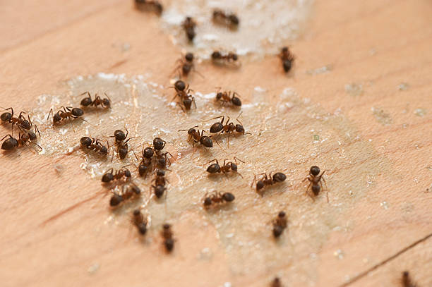 Best Best Pest Control Companies  in Spring Valley Village, TX