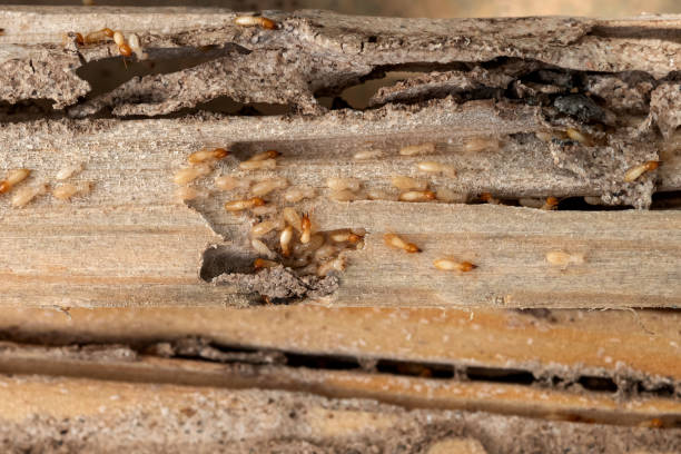 Best Pest Inspection Near Me  in Spring Valley Village, TX