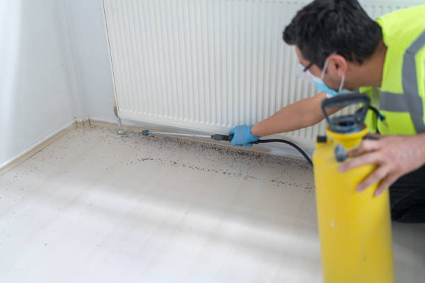 Wasp Removal Services in Spring Valley Village, TX