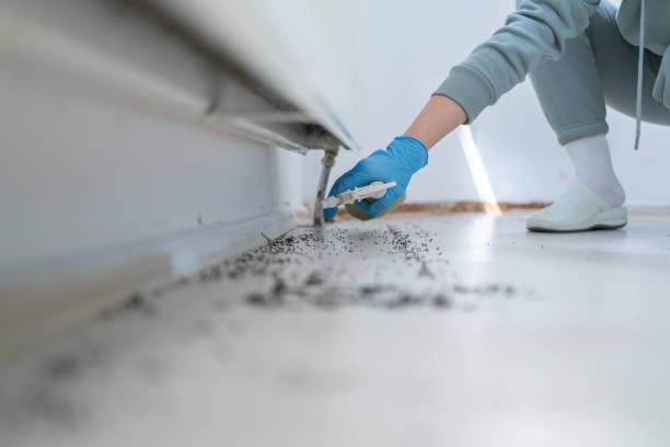 Best Local Pest Control Services  in Spring Valley Village, TX